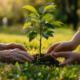 Using Eco-Friendly Options in End-of-Life Planning